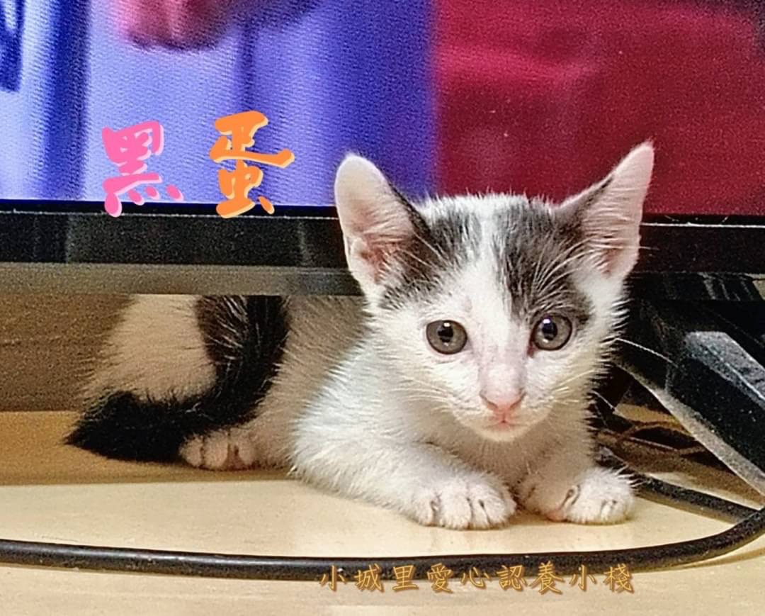 新北市已領養貓 混種貓