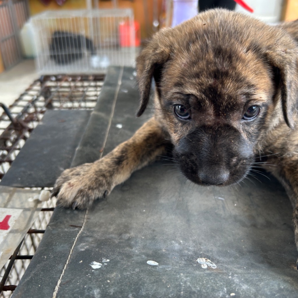 澎湖縣已領養狗 混種犬