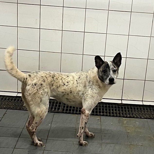 新北市已領養狗 混種犬