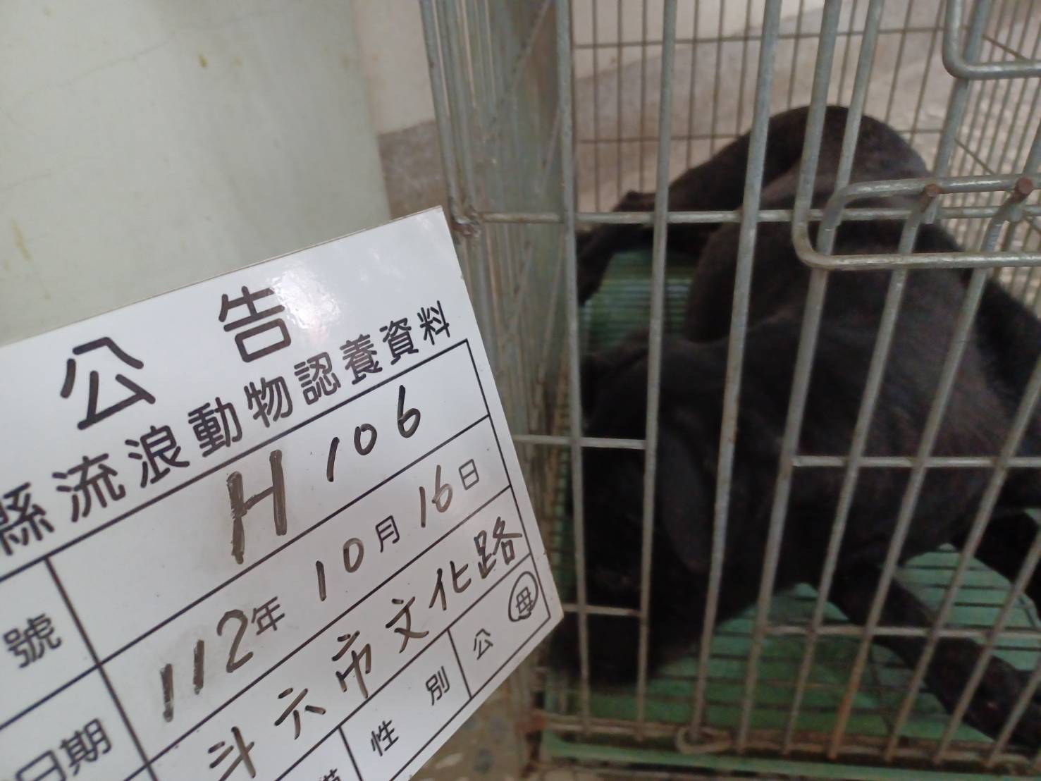 雲林縣已領養狗 混種犬