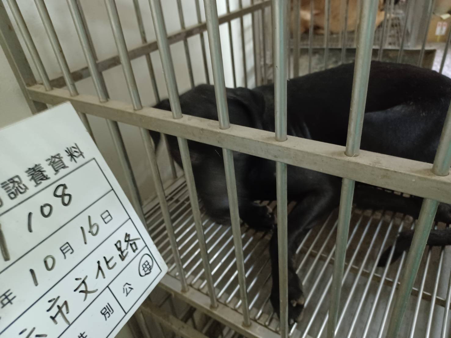 雲林縣已領養狗 混種犬