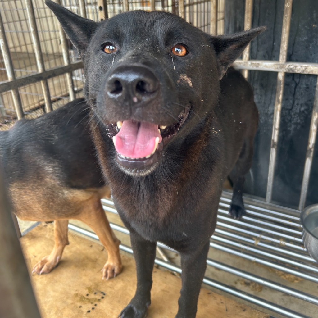 澎湖縣已領養狗 混種犬