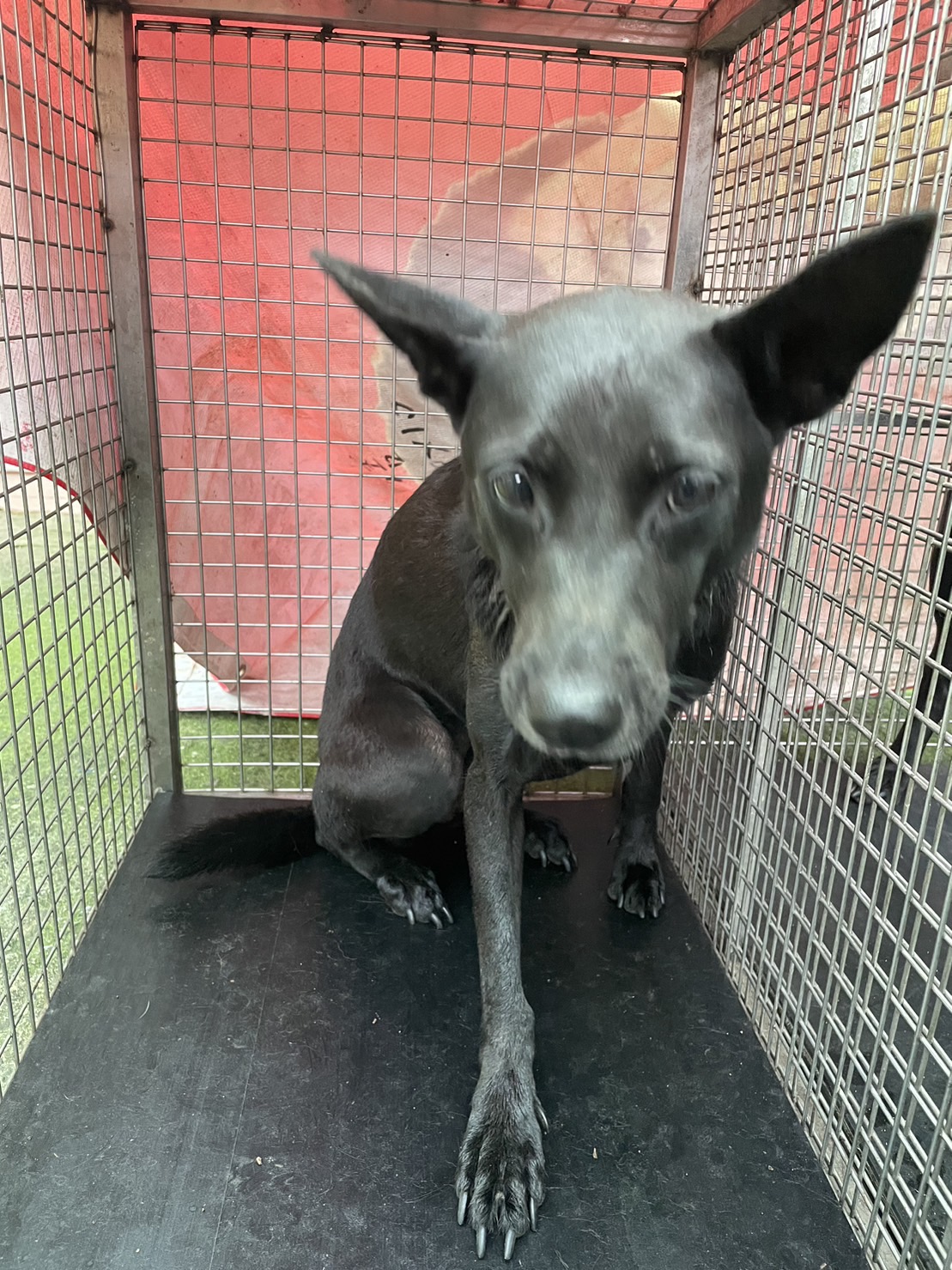屏東縣已領養狗 混種犬