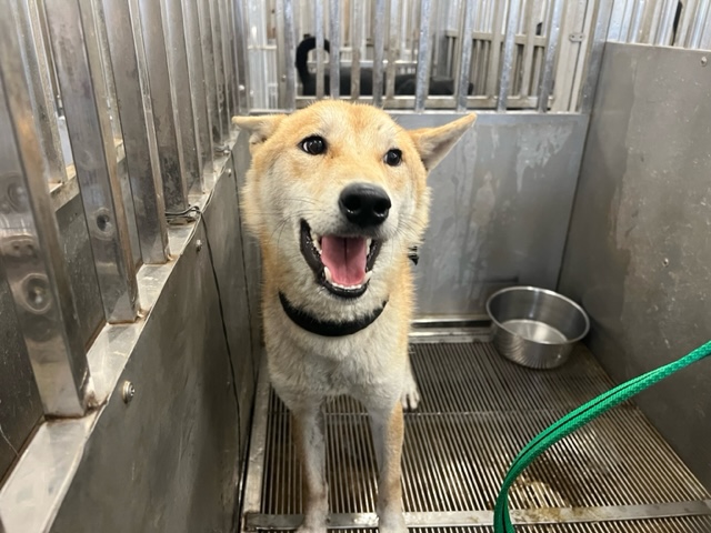 桃園市已領養狗 柴犬