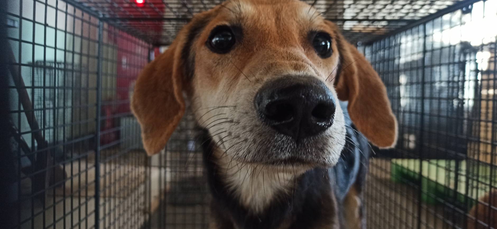 金門縣已領養狗 混種犬