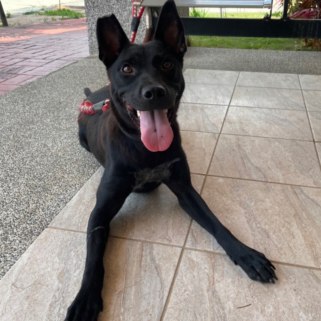 苗栗縣已領養狗 混種犬