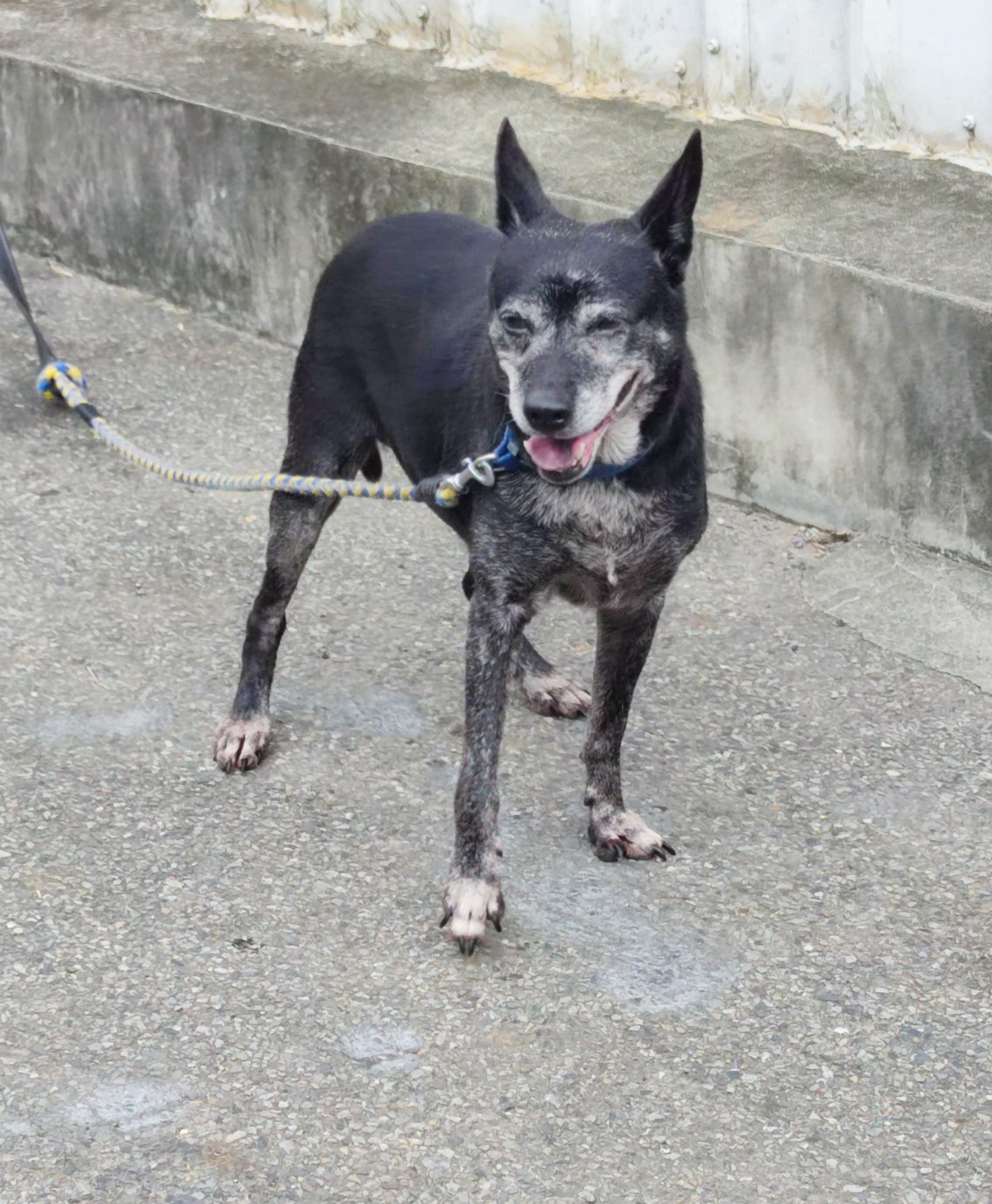 新北市已領養狗 混種犬