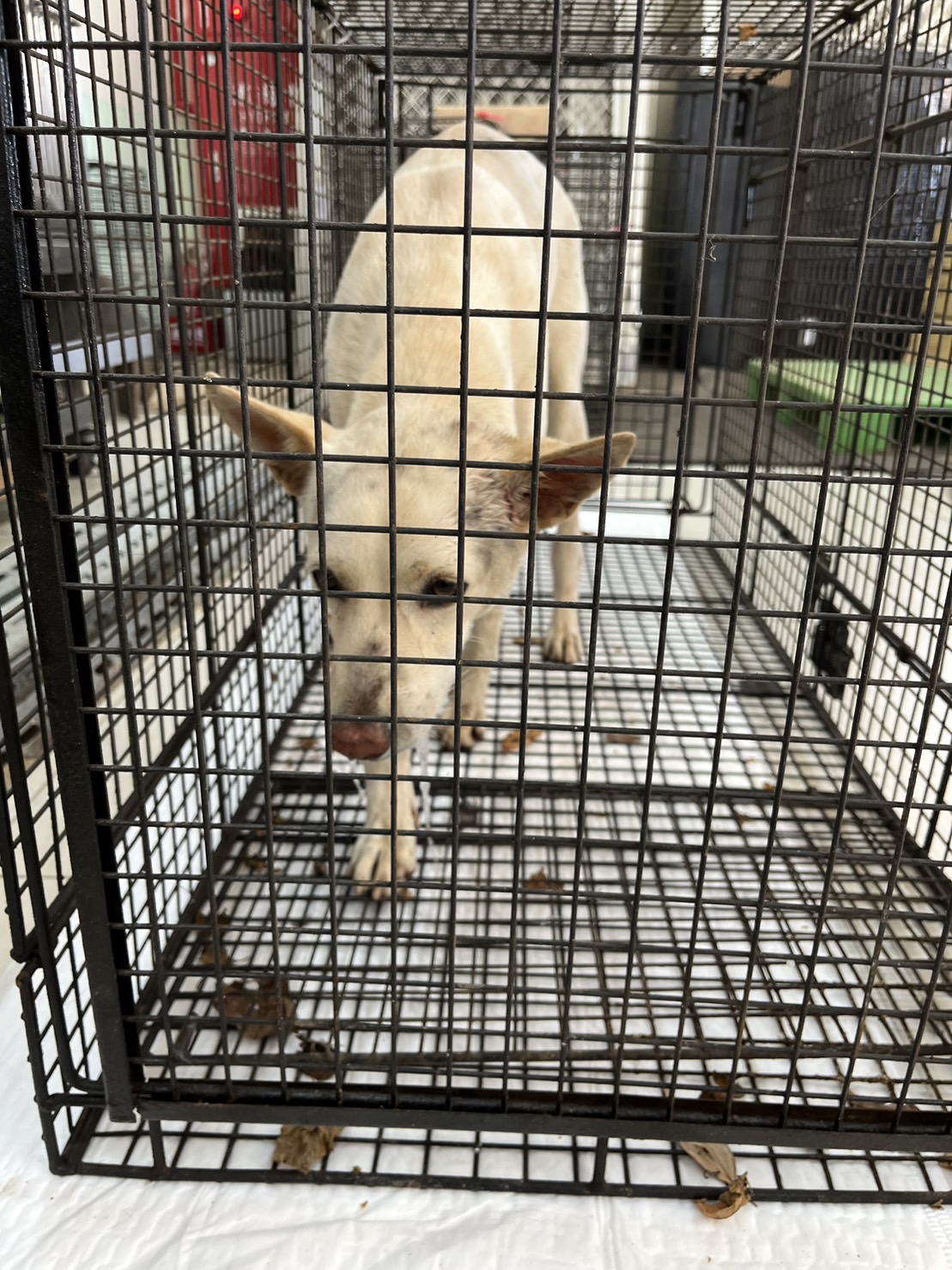 金門縣已領養狗 混種犬