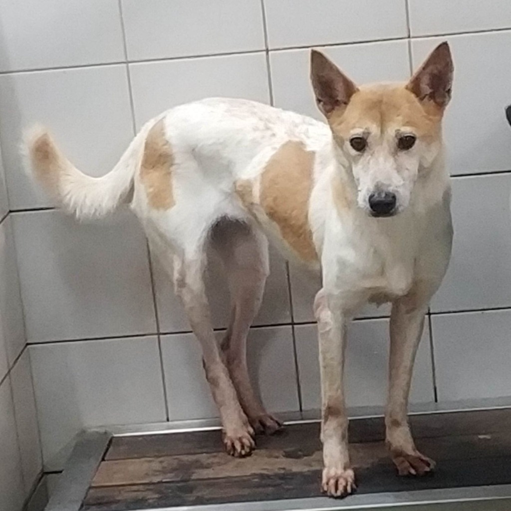 新北市已領養狗 混種犬