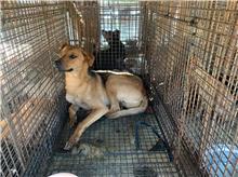 澎湖縣已領養狗 混種犬