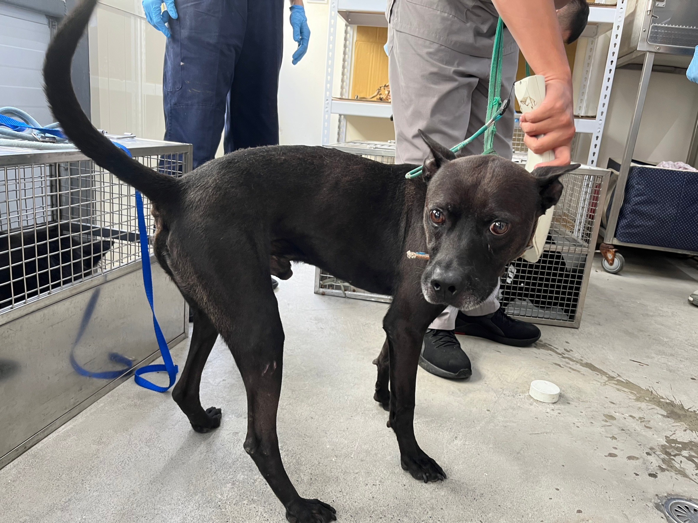 台北市已領養狗 混種犬