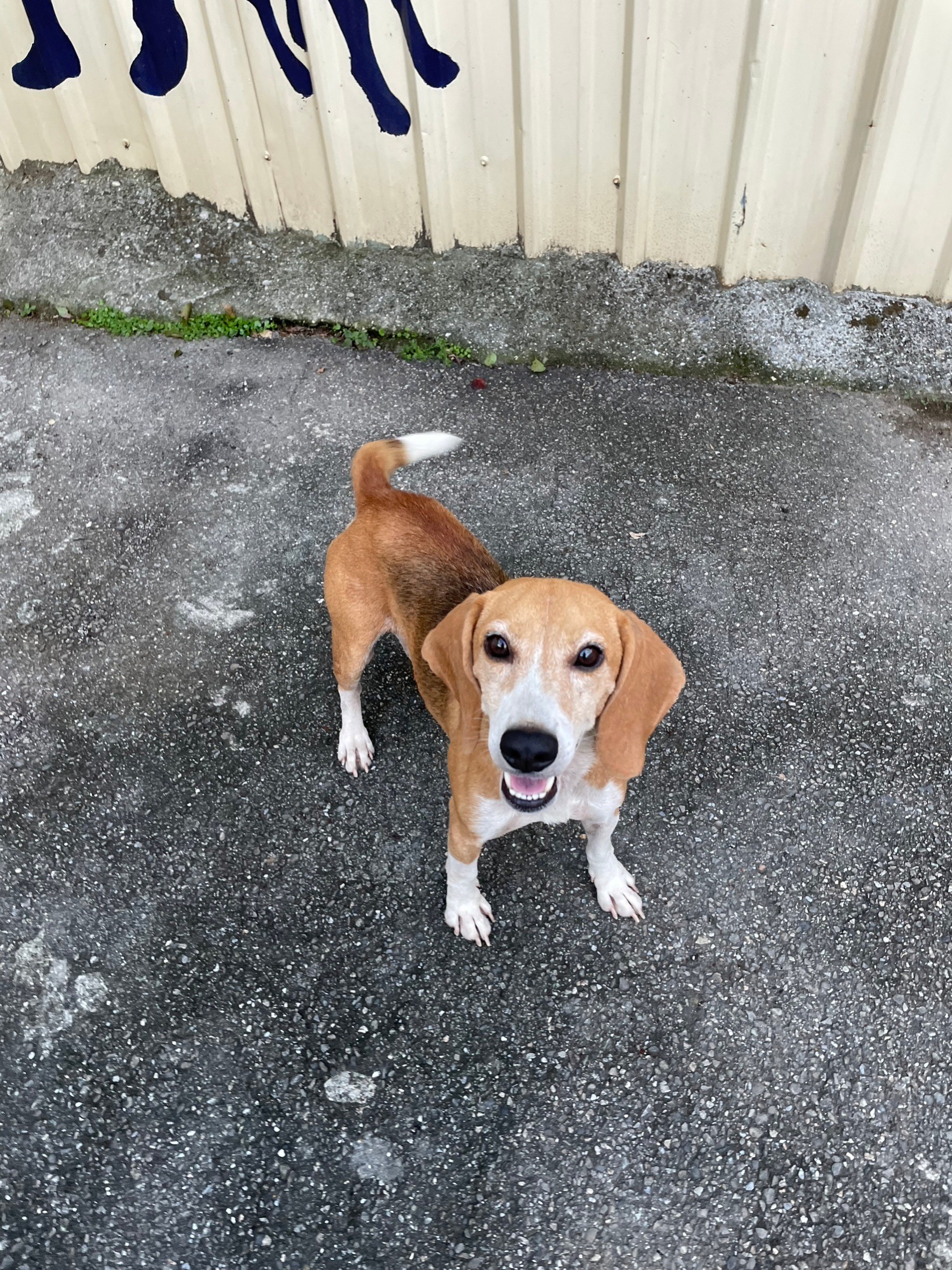 新北市已領養狗 米格魯犬