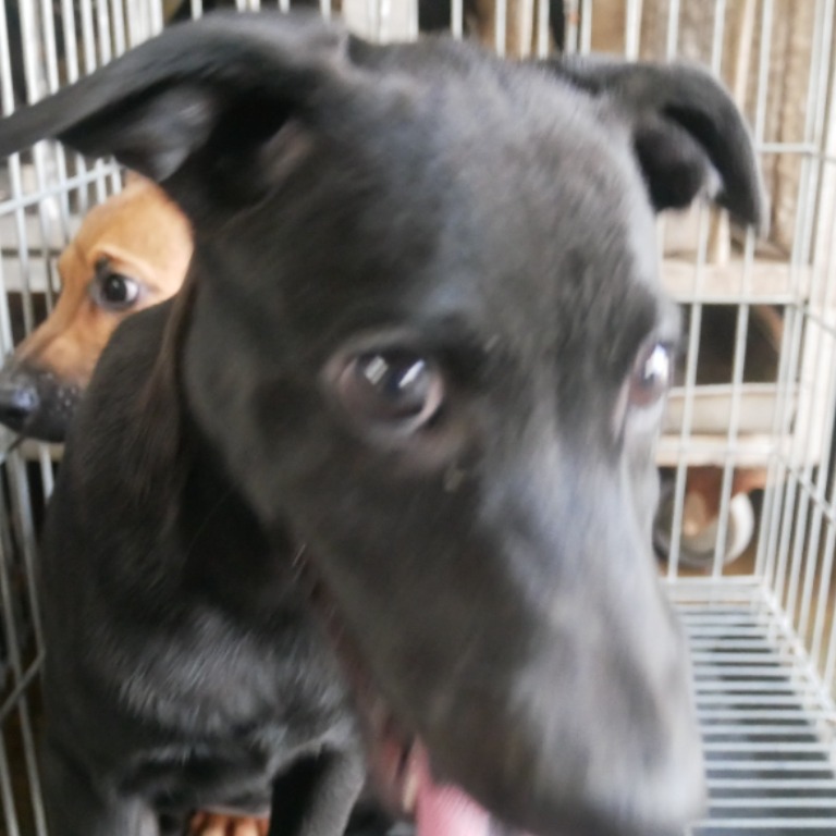 台南市已領養狗 混種犬