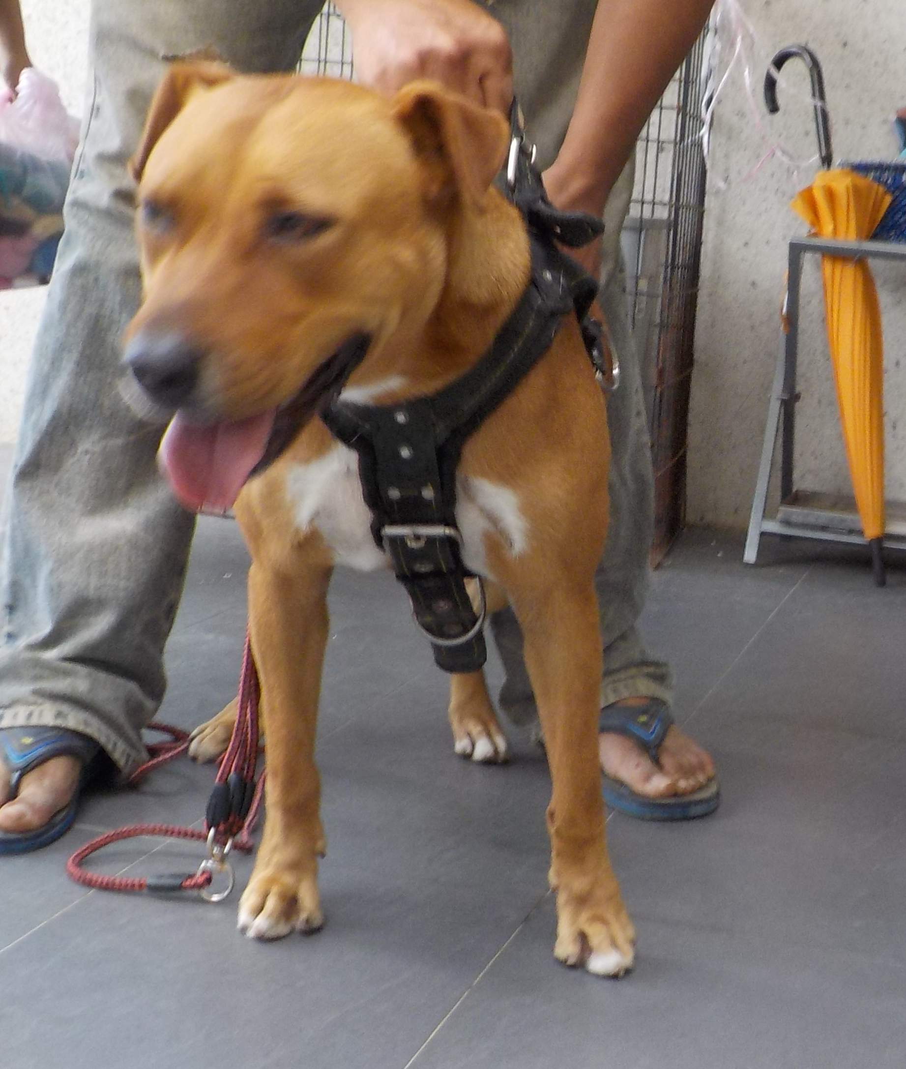 南投縣已領養狗 混種犬