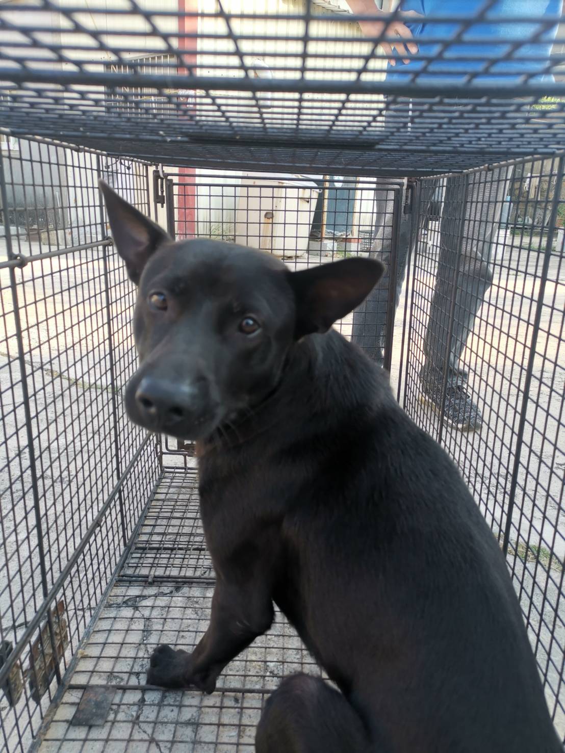 金門縣已領養狗 混種犬