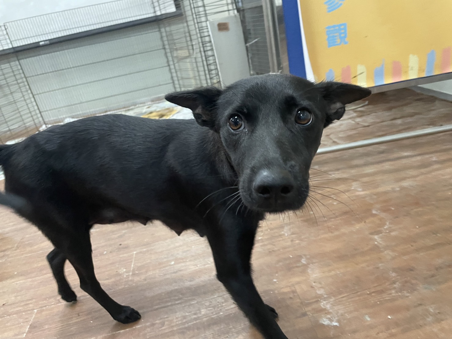 屏東縣已領養狗 混種犬