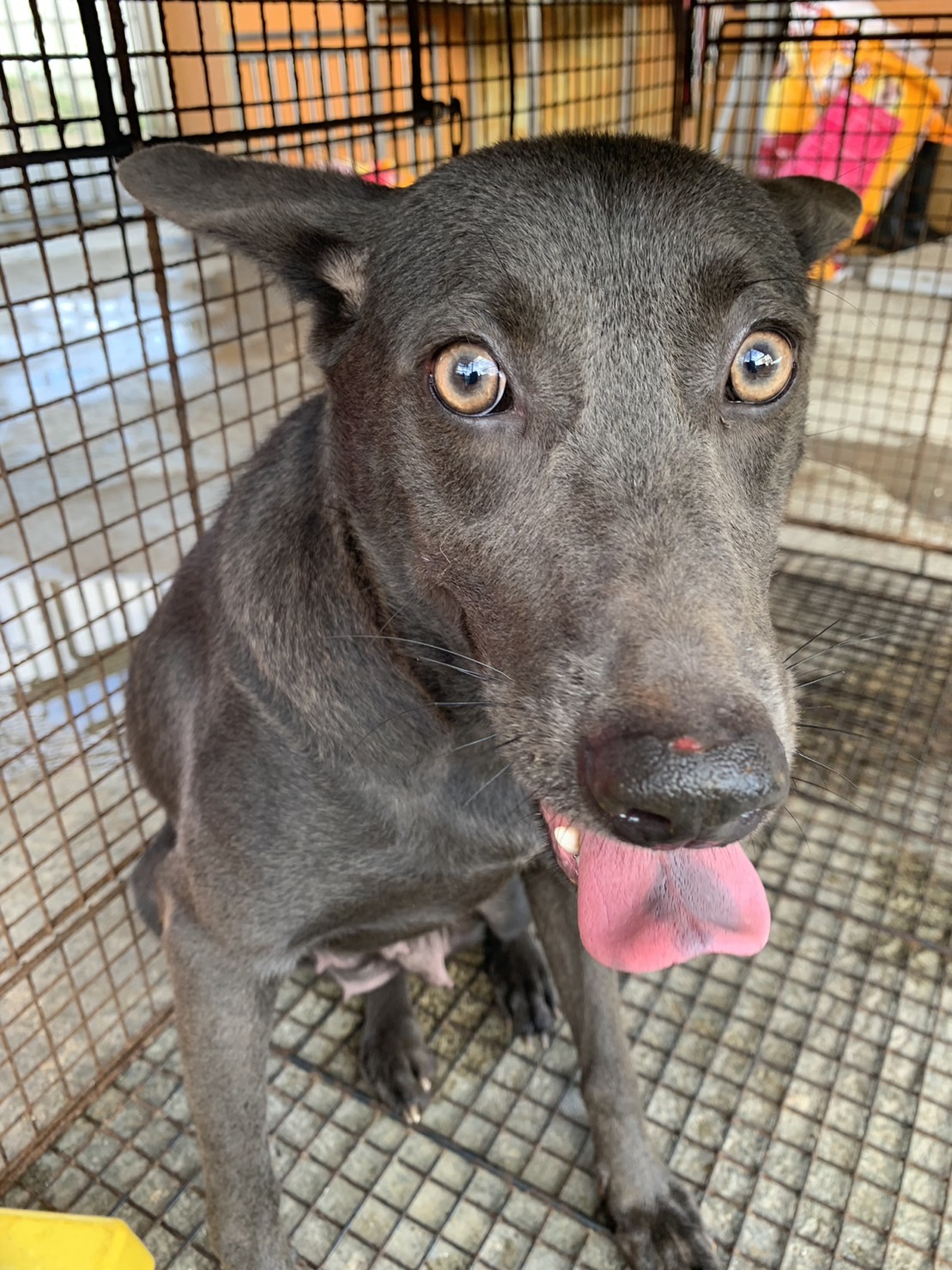 澎湖縣已領養狗 混種犬