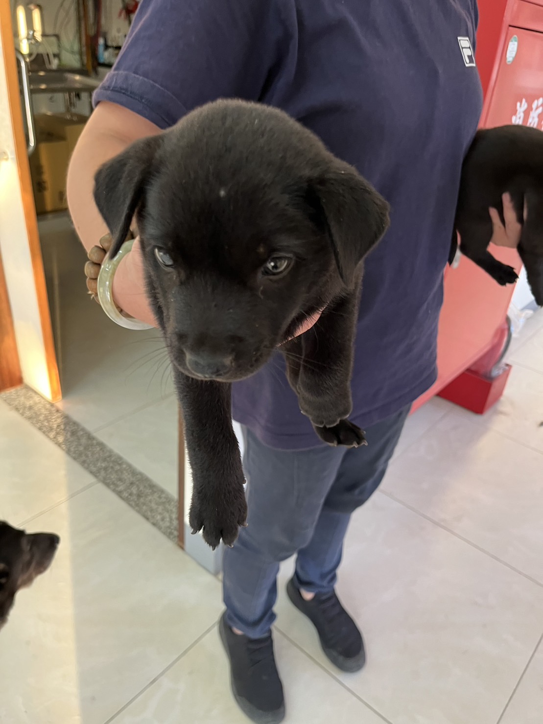 金門縣已領養狗 混種犬