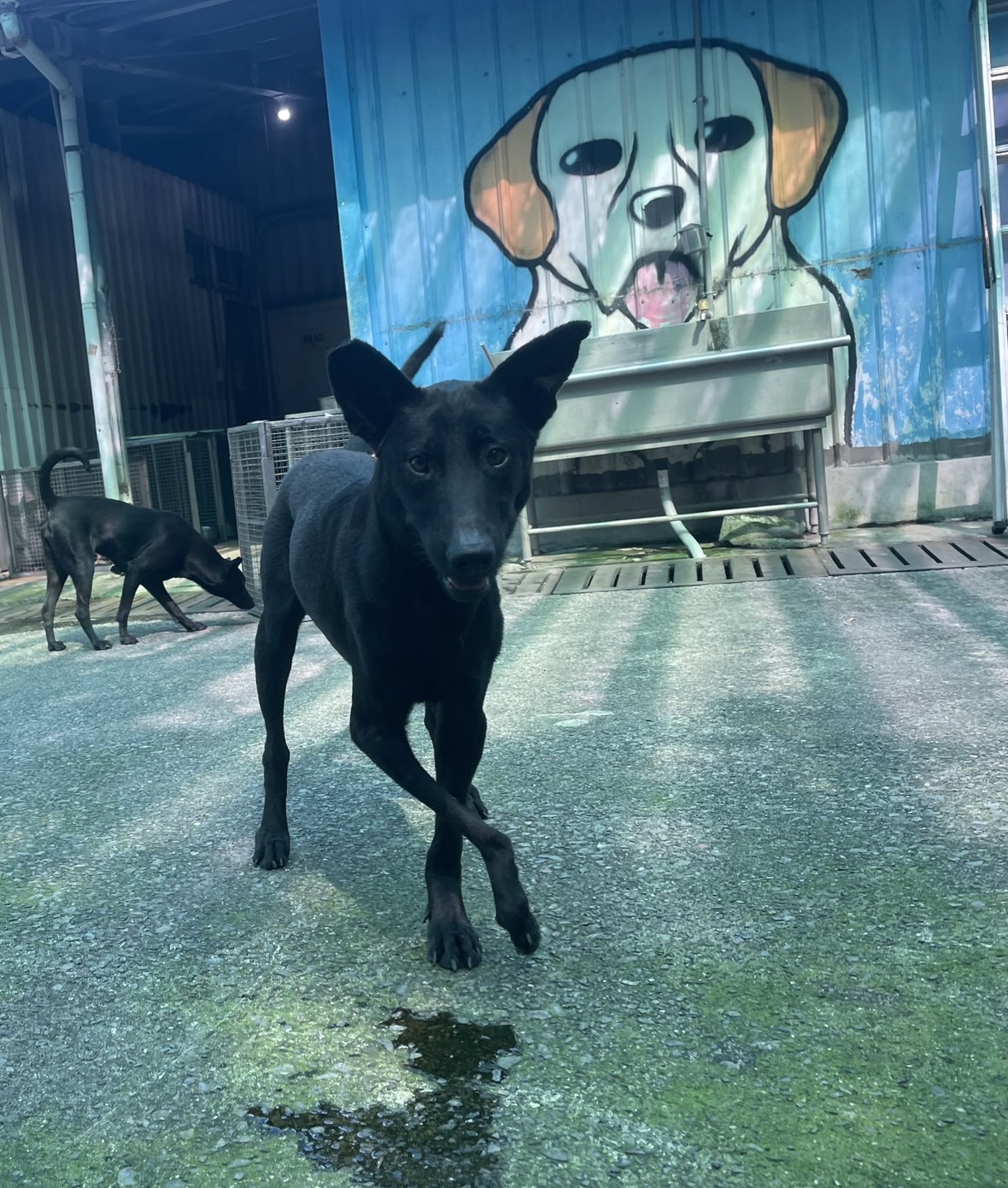 屏東縣已領養狗 混種犬