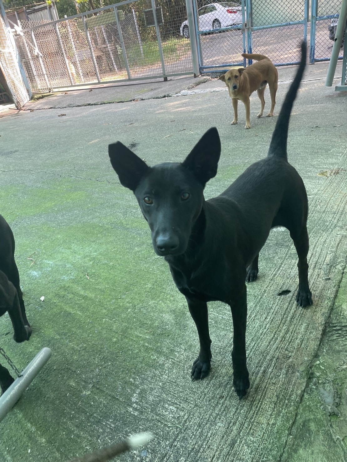 屏東縣已領養狗 混種犬