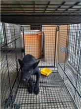 澎湖縣已領養狗 混種犬