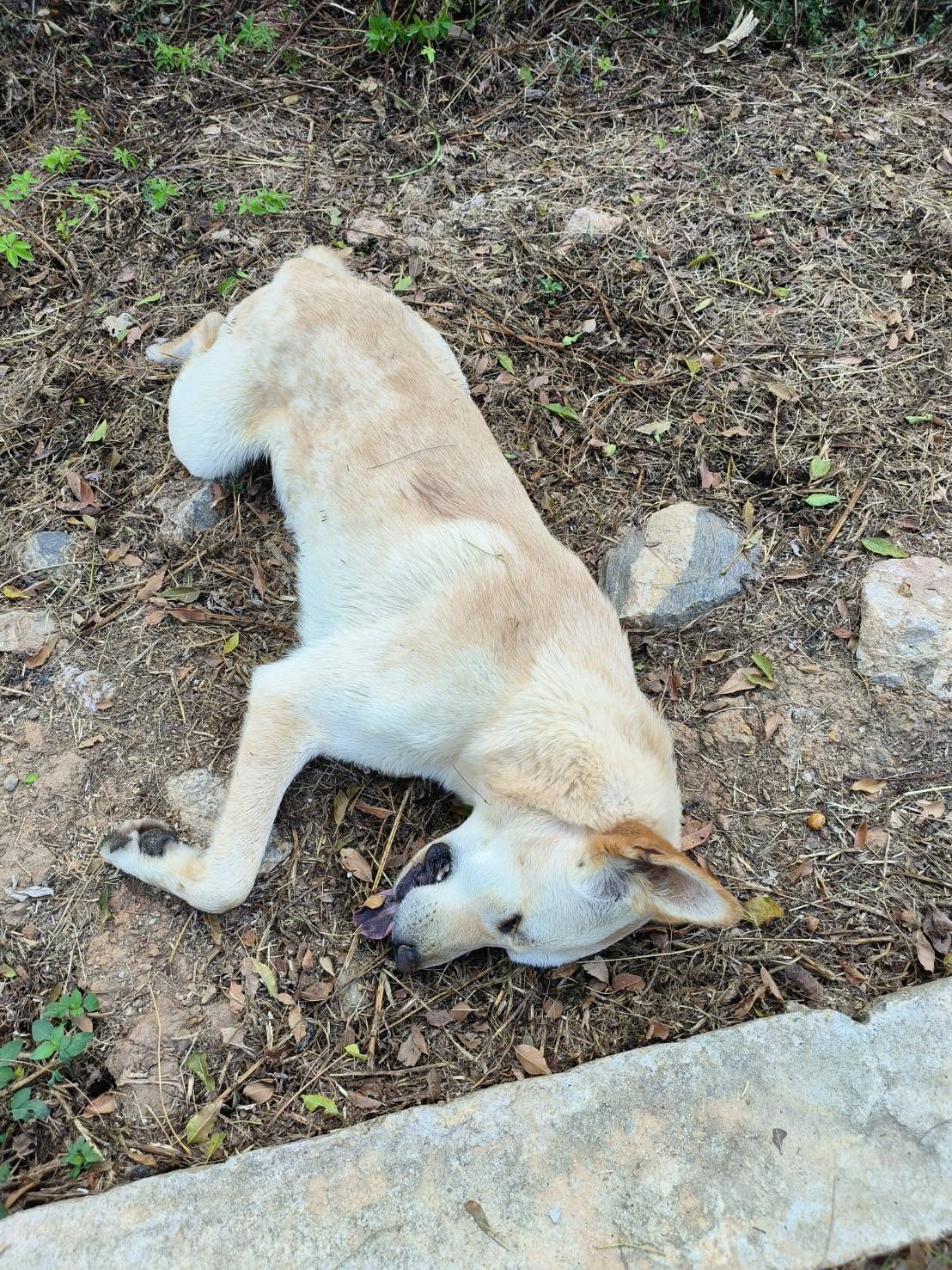 金門縣已領養狗 混種犬