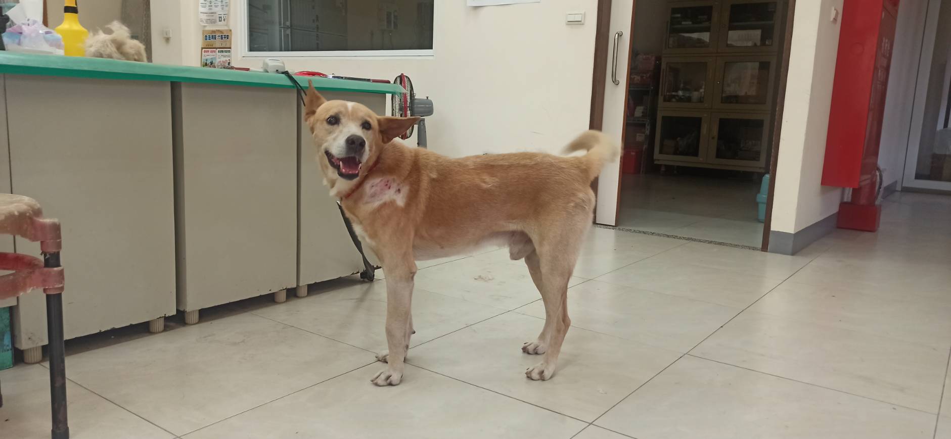 金門縣已領養狗 混種犬