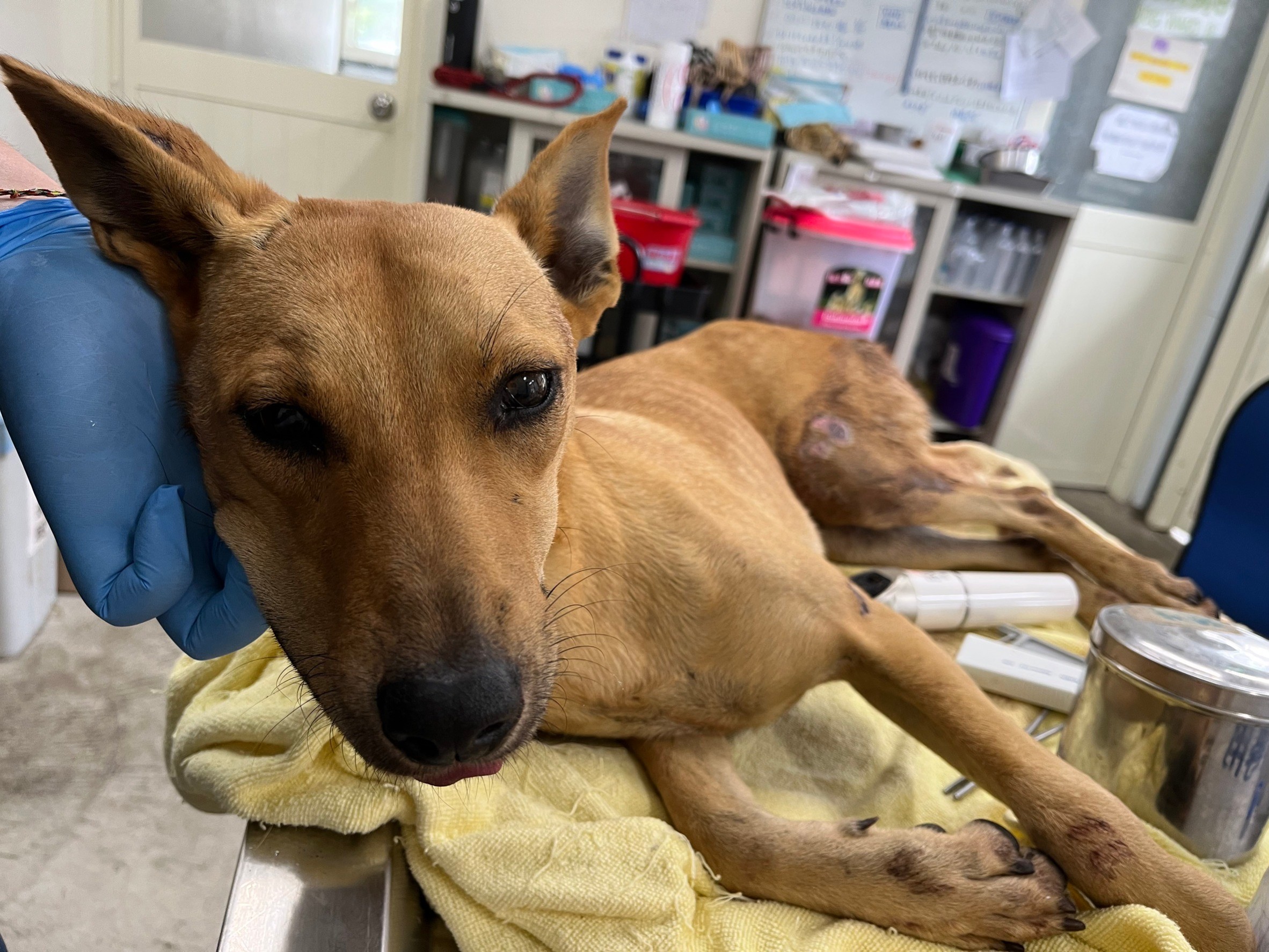 台北市已領養狗 混種犬
