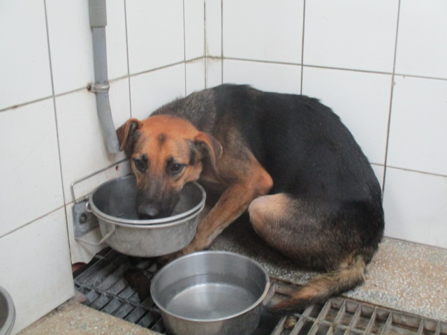 高雄市已領養狗 混種犬