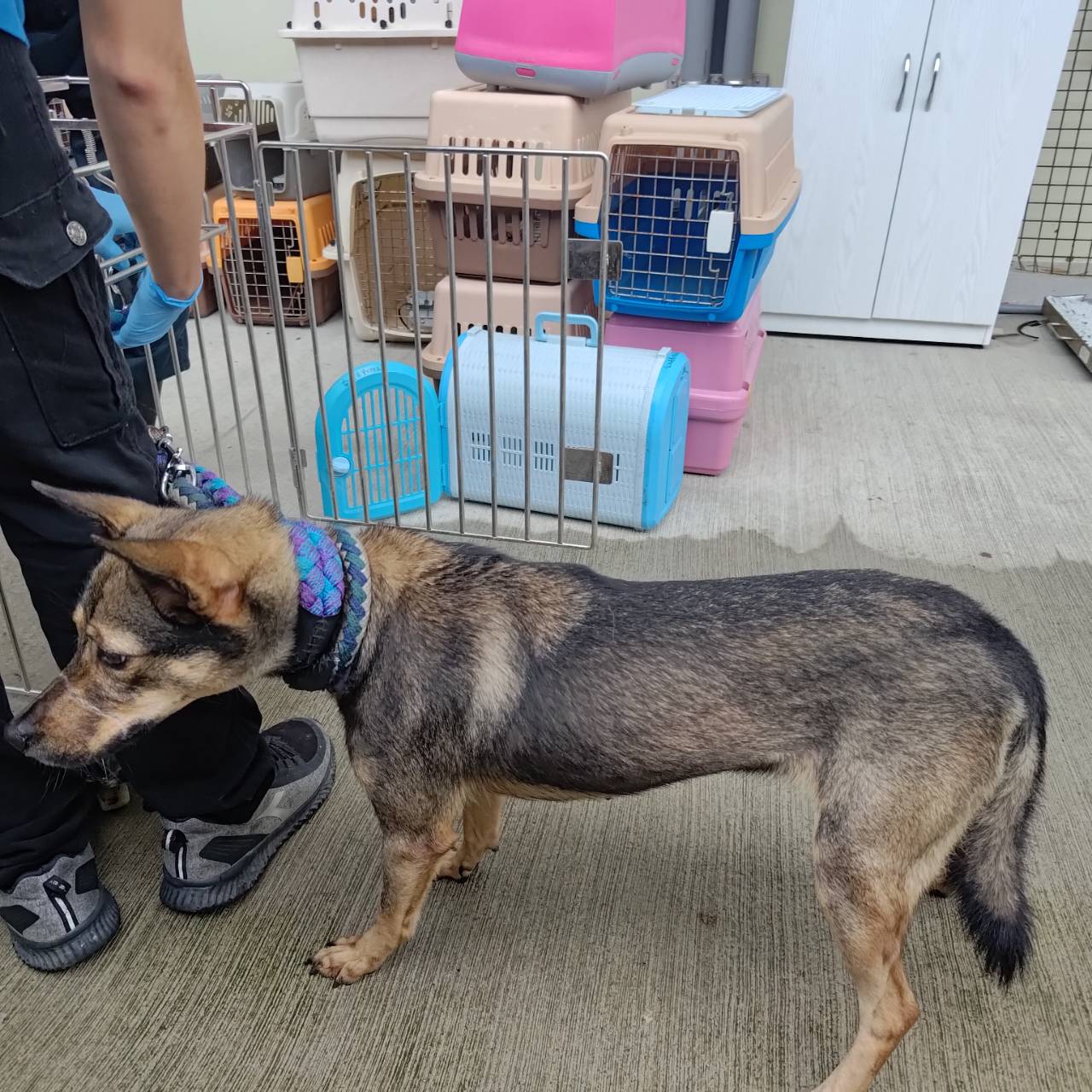 台北市已領養狗 混種犬