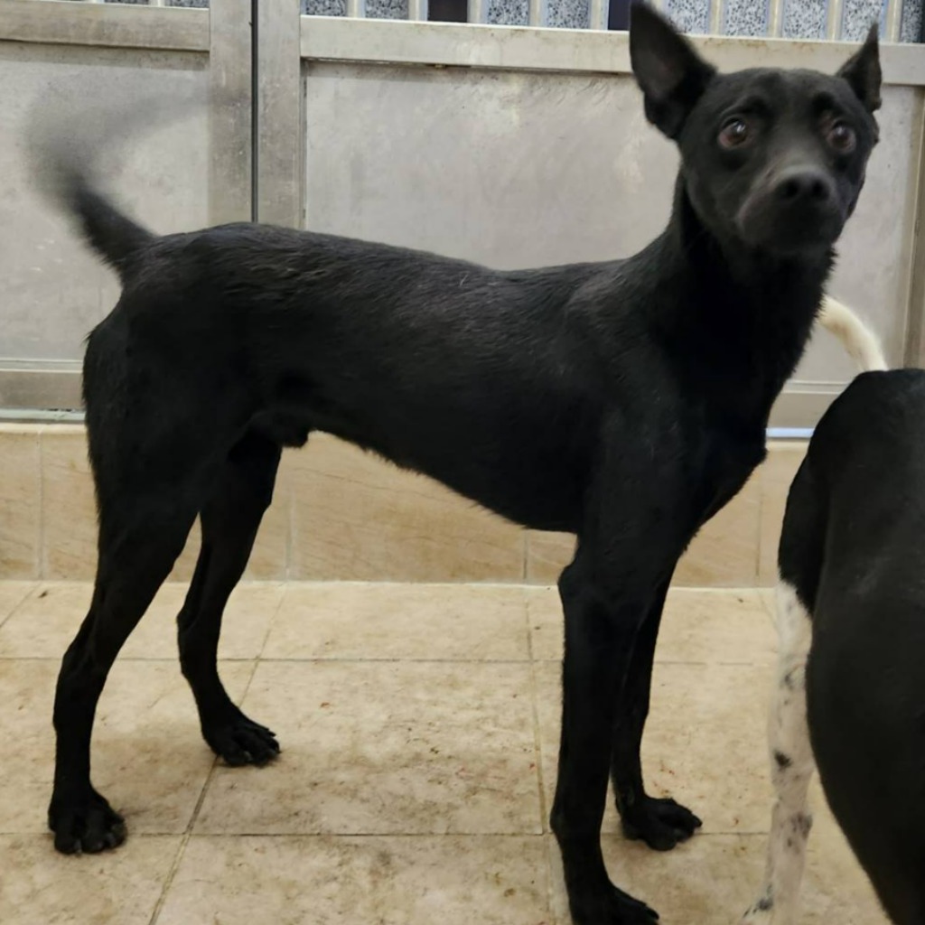 新竹縣已領養狗 混種犬