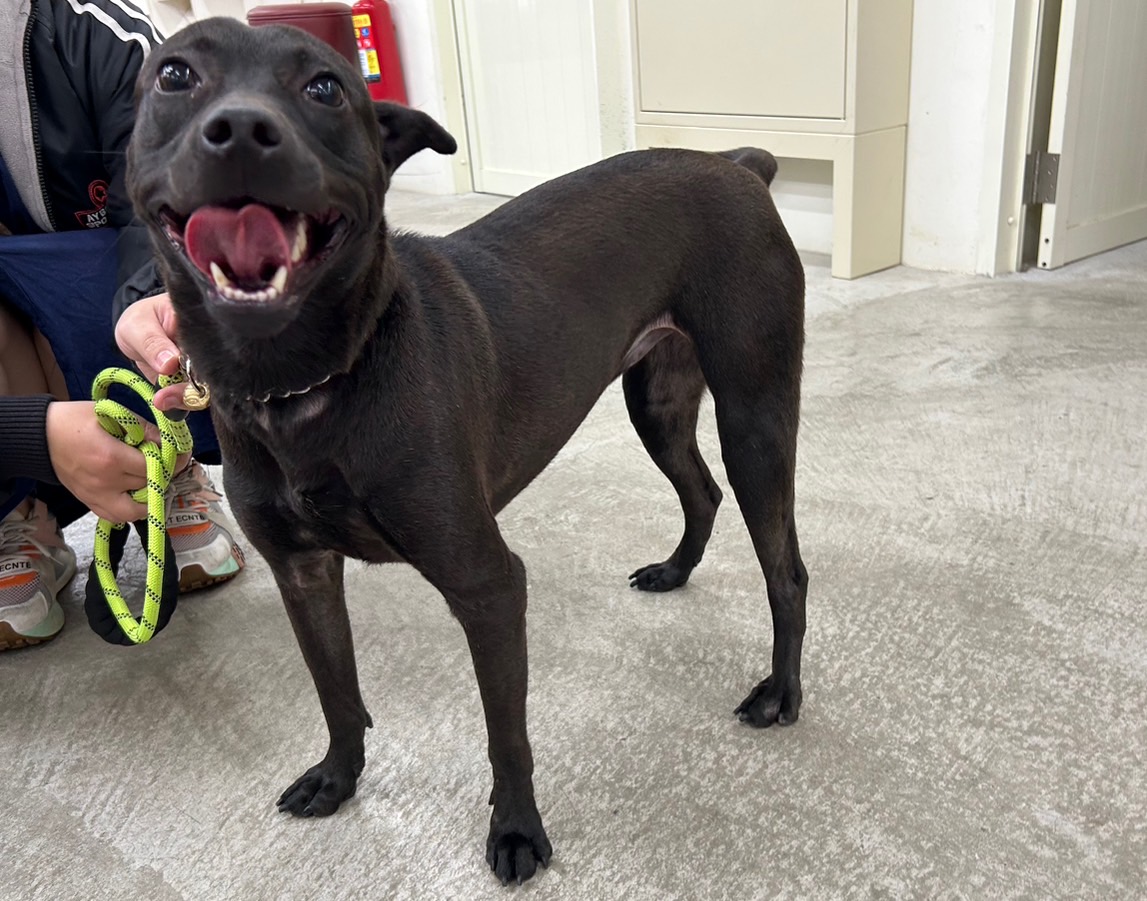 台北市已領養狗 混種犬