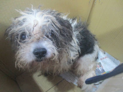 高雄市待認養狗｜混種犬｜黑白色｜公