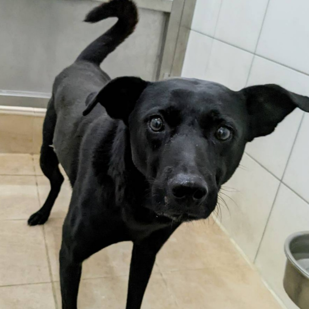 新竹縣已領養狗 混種犬