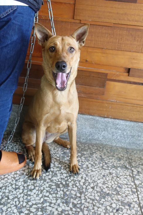 宜蘭縣已領養狗 混種犬