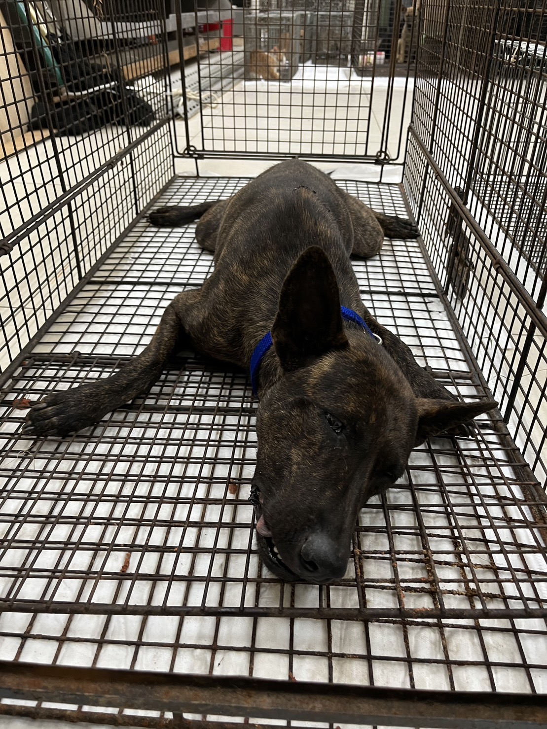 金門縣已領養狗 混種犬