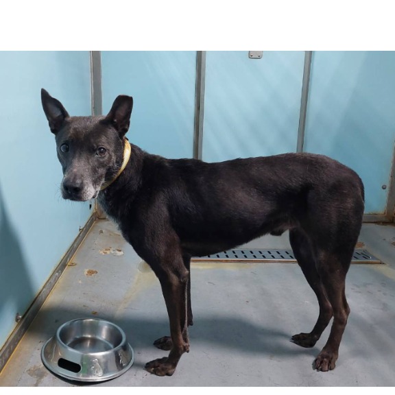 台北市已領養狗 混種犬