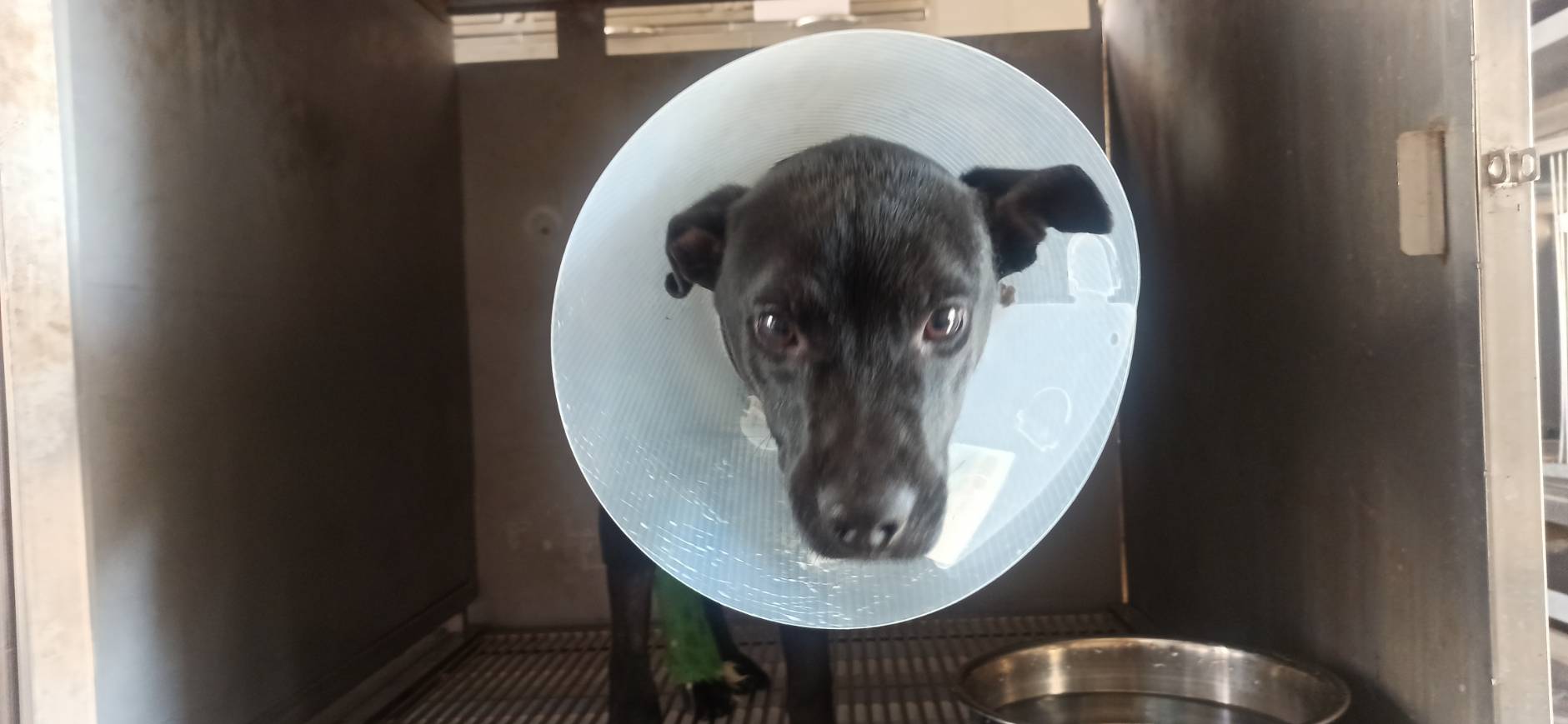 金門縣已領養狗 混種犬