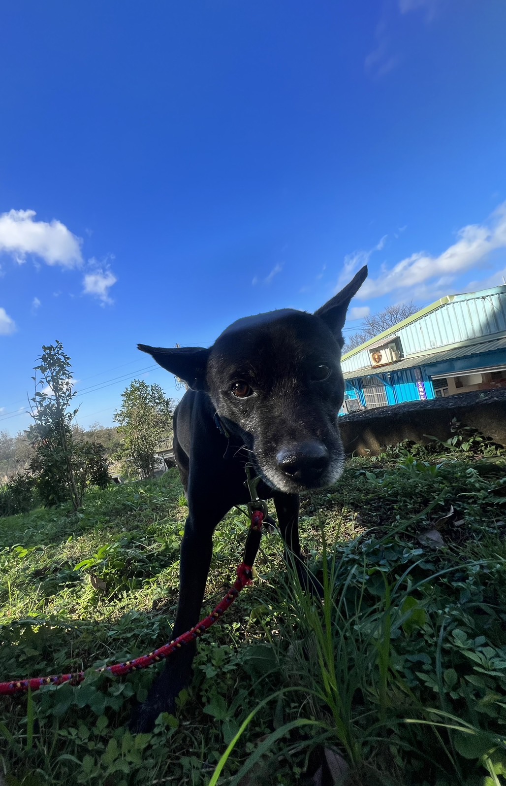 新北市已領養狗 混種犬