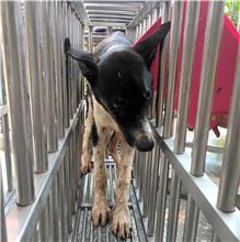 澎湖縣已領養狗 混種犬