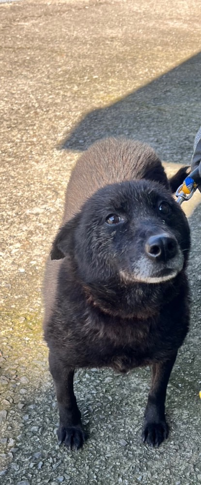 新北市已領養狗 混種犬