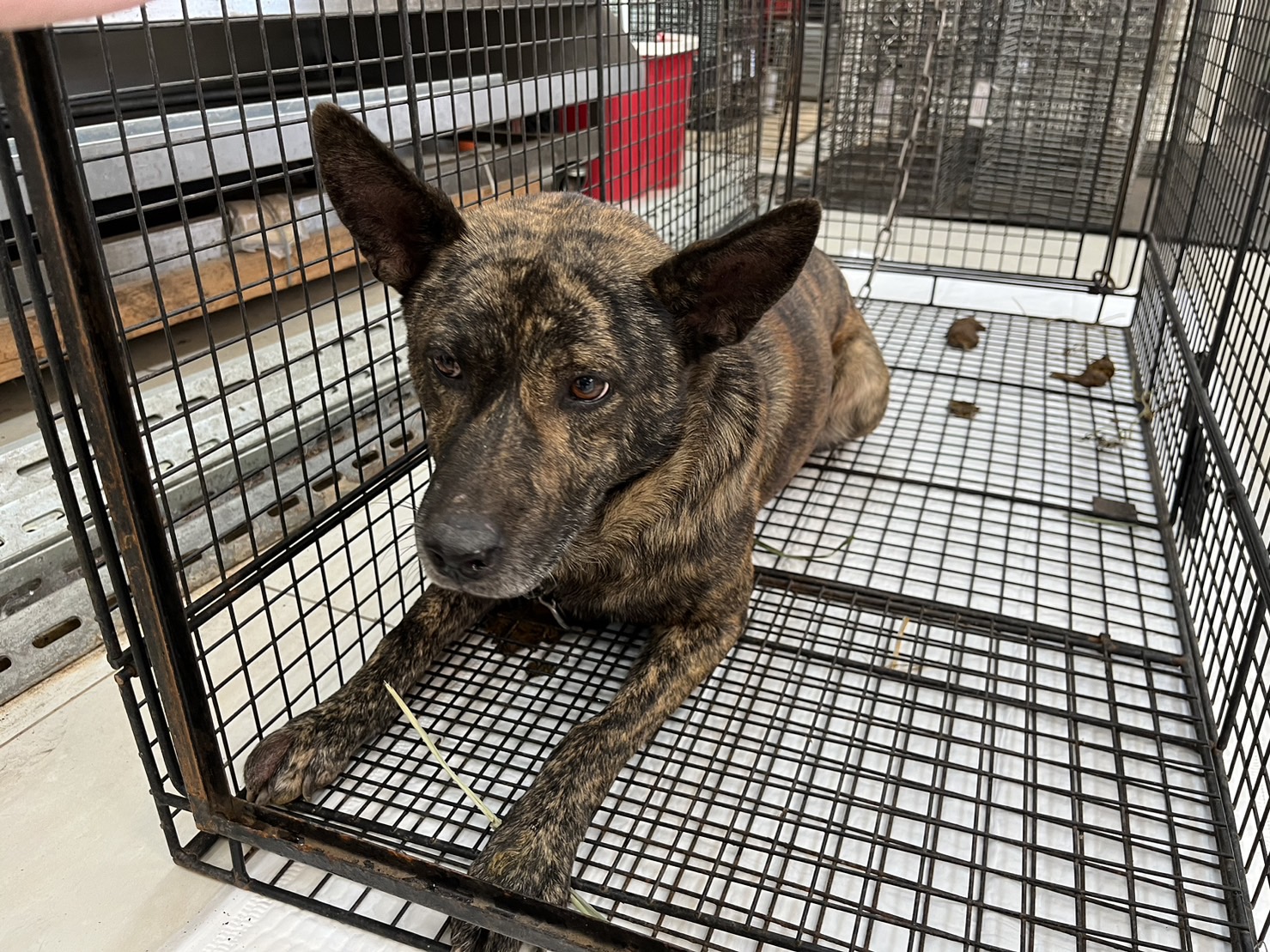 金門縣已領養狗 混種犬