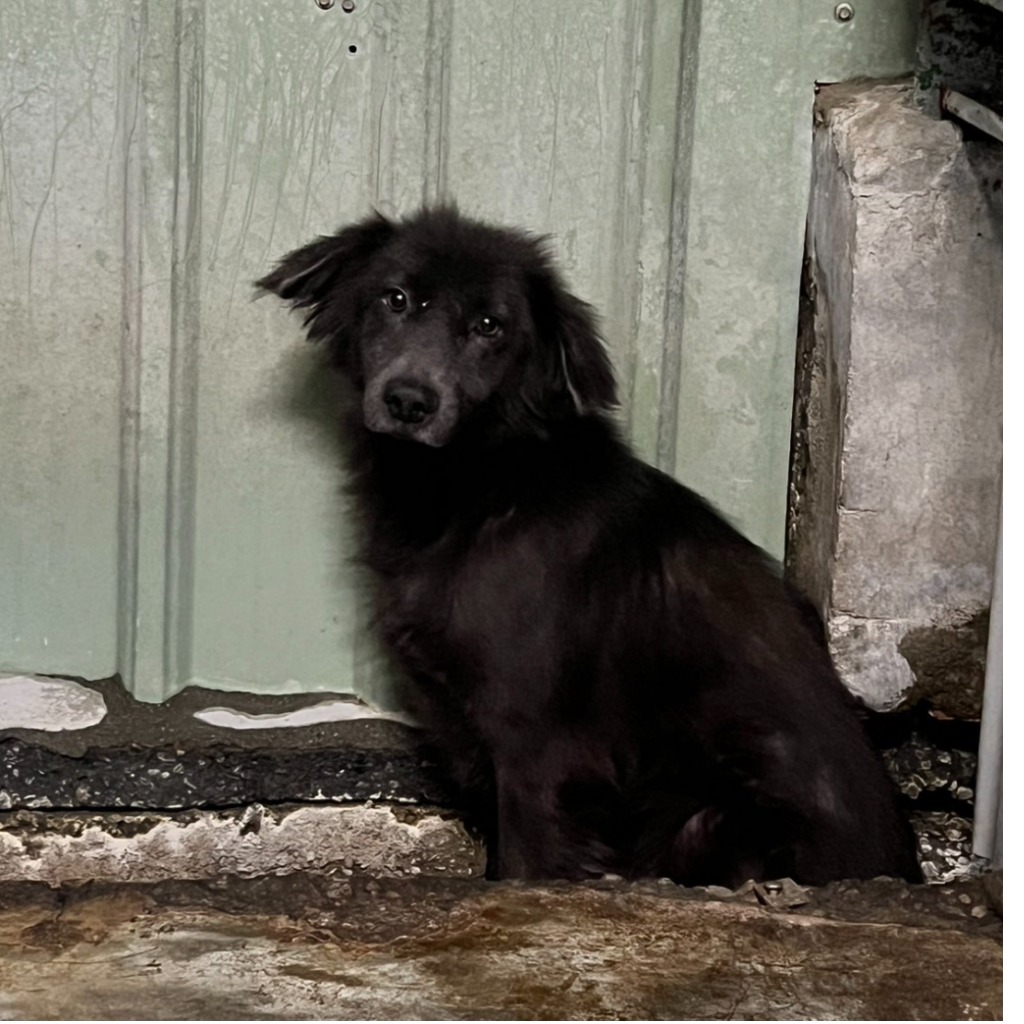 新北市已領養狗 混種犬