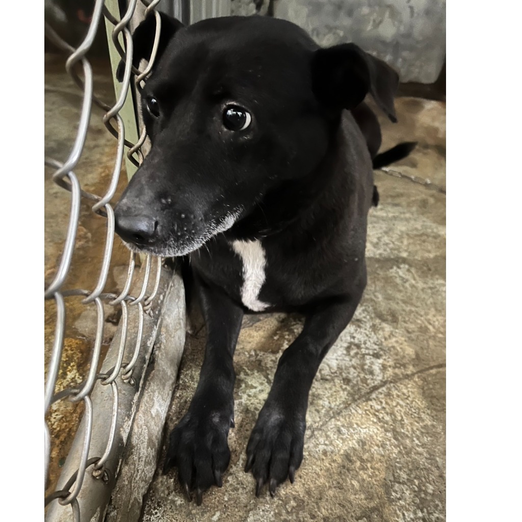新北市已領養狗 混種犬