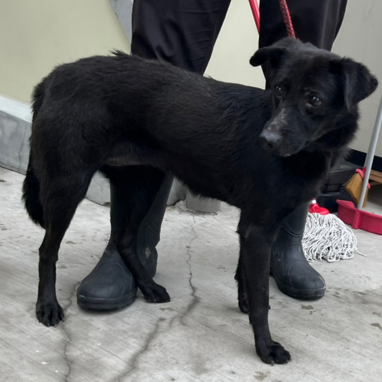 台北市已領養狗 混種犬