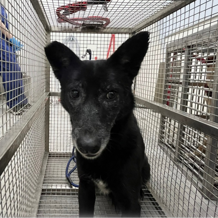 台北市已領養狗 混種犬