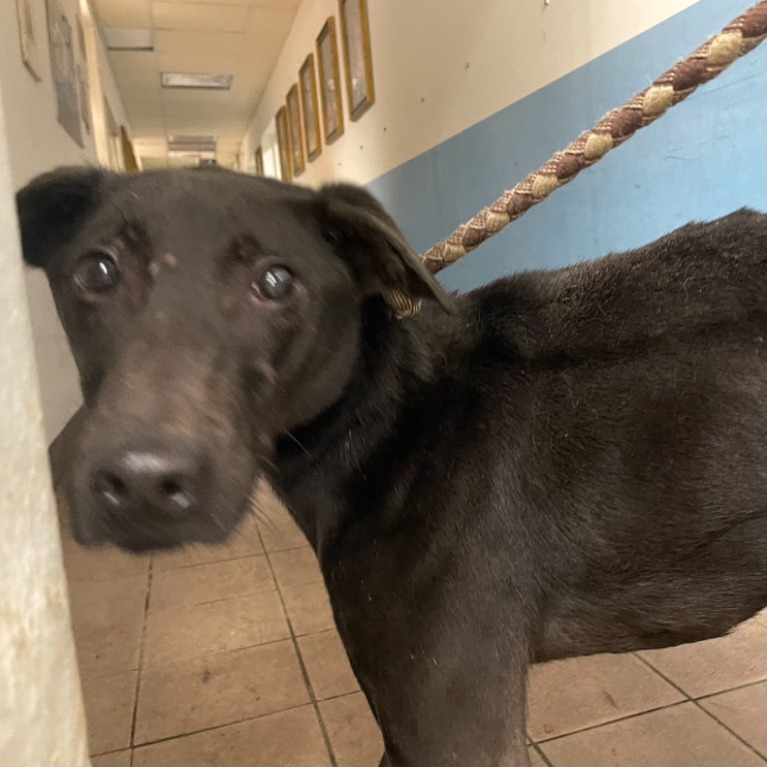 台北市已領養狗 混種犬