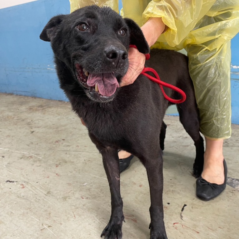 台北市已領養狗 混種犬