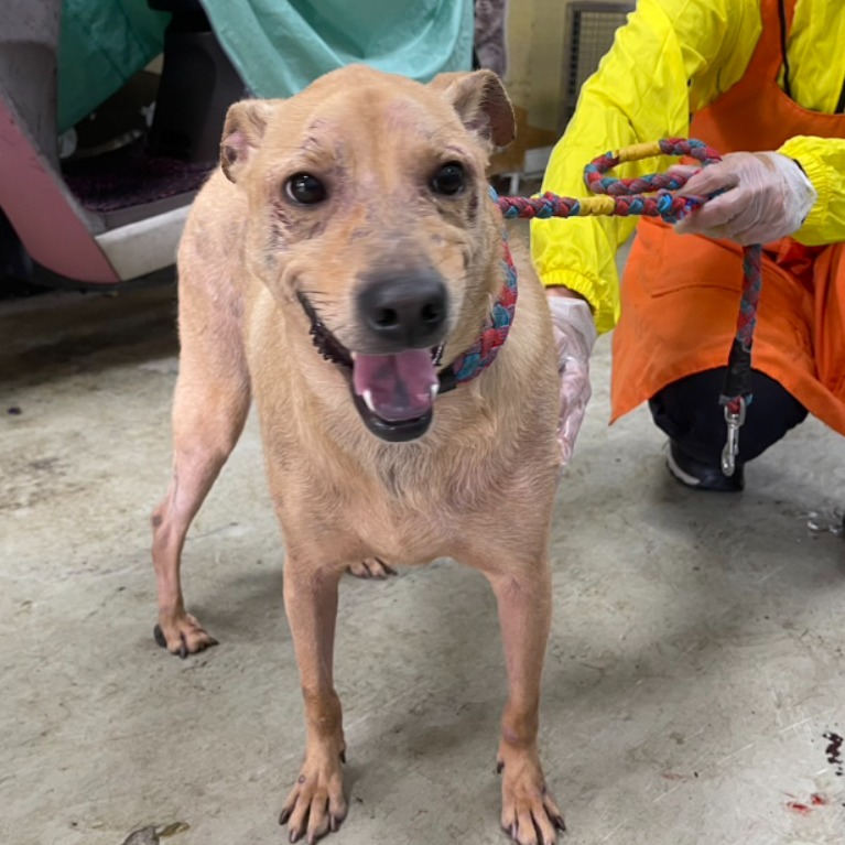 台北市已領養狗 混種犬
