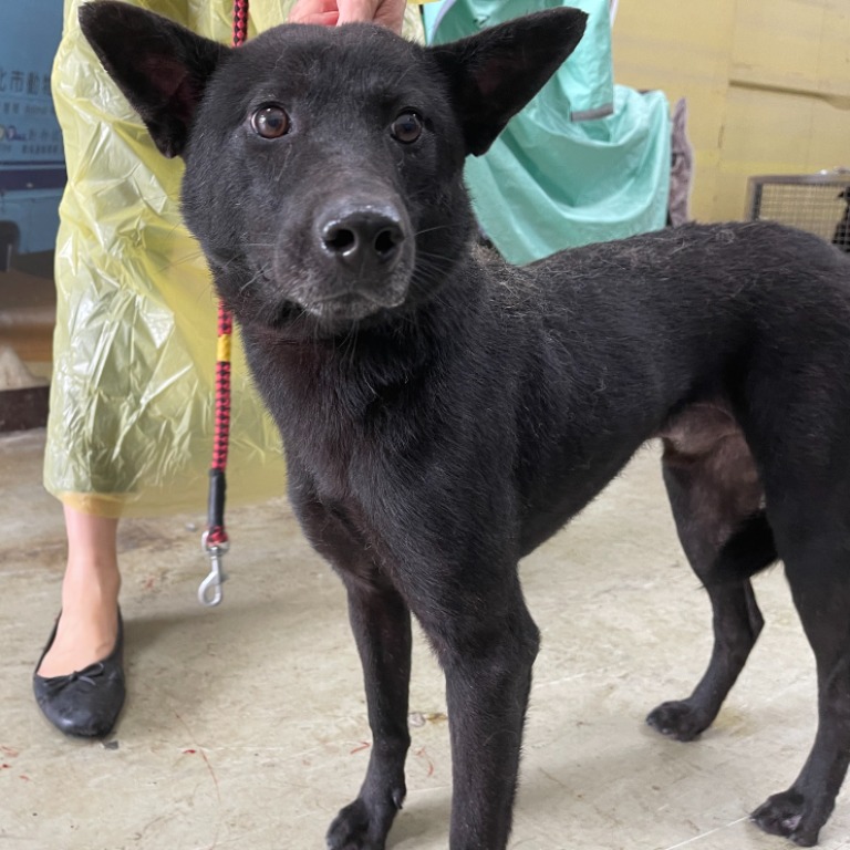 台北市已領養狗 混種犬